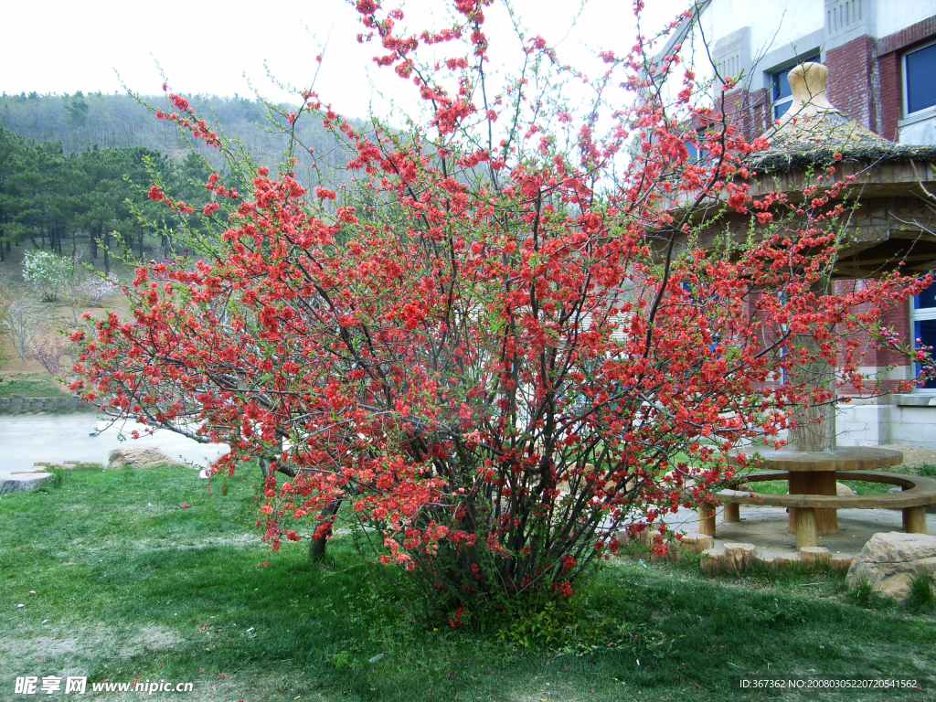 旅顺龙王塘樱花