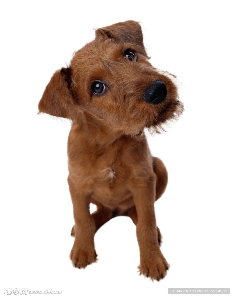 名犬