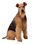 名犬