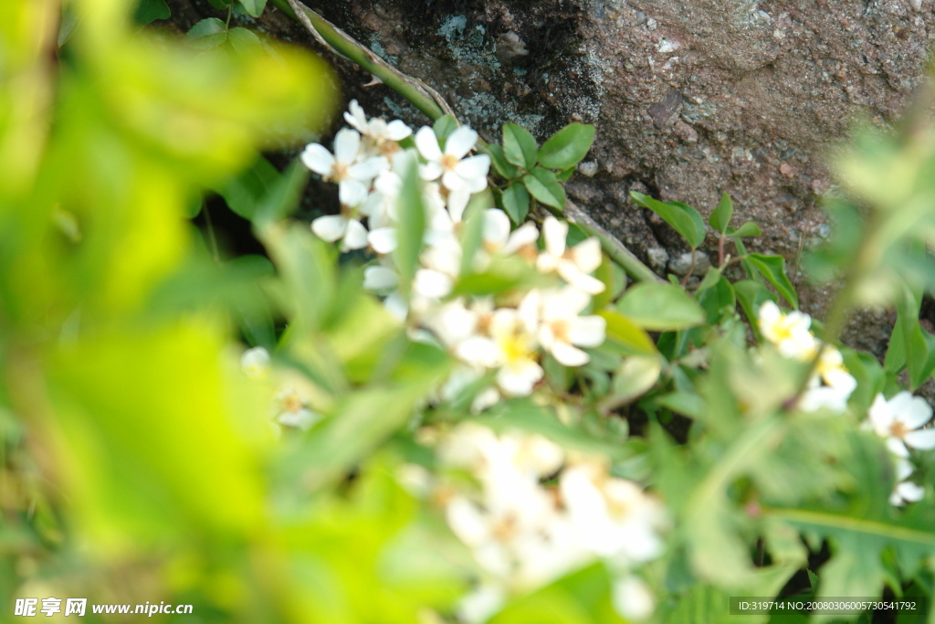 山楂花