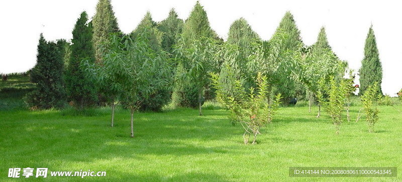 小树林 树木类 分层 抠图 PSD 格式