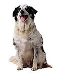 名犬