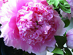 花儿2