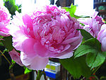 花儿3