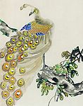 鸟类画展