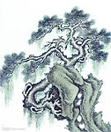 长青松