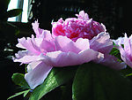 花儿4