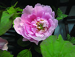 花儿5