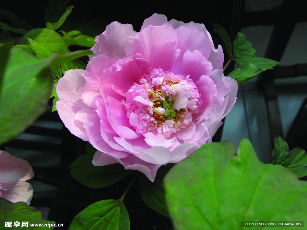 花儿5