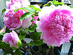 花儿6