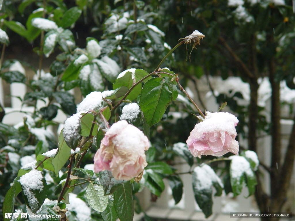 漂亮的雪花花朵