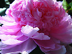 花儿14