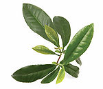 绿茶枝头