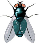 昆虫、蝉