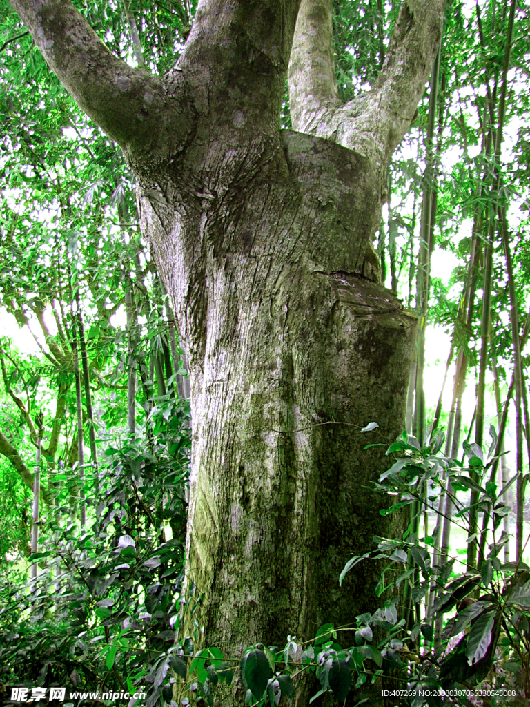 海南百年古沉香树