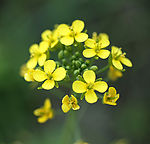 油菜花