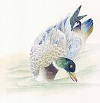 鸟类画展