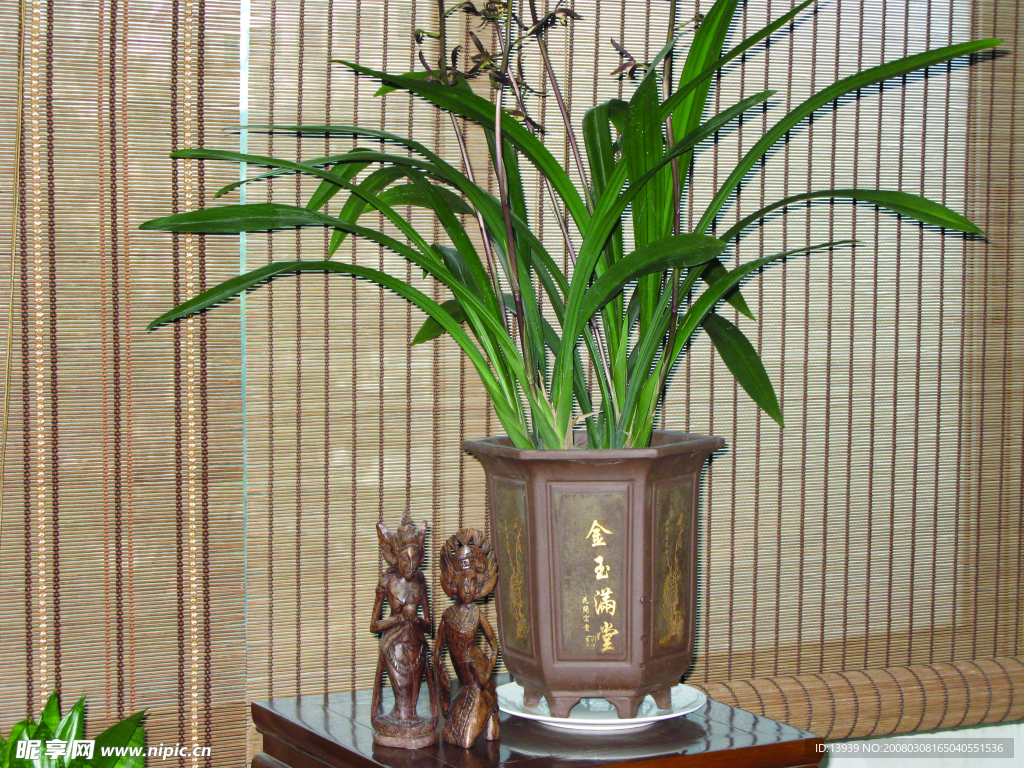 花儿
