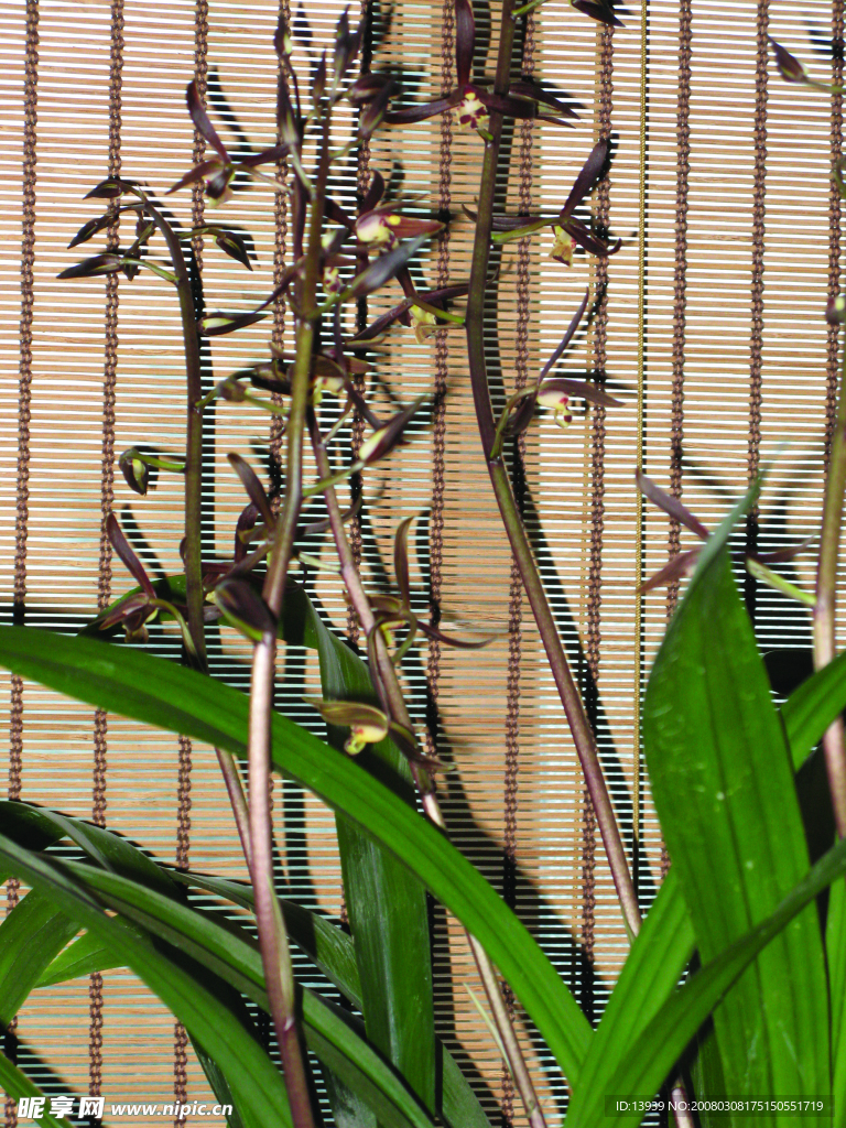 花儿