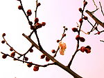 迎春花儿开