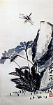 蜻蜓花卉