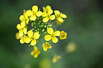 油菜花