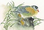 鸟类画展