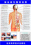 指压牵引整脊挂图