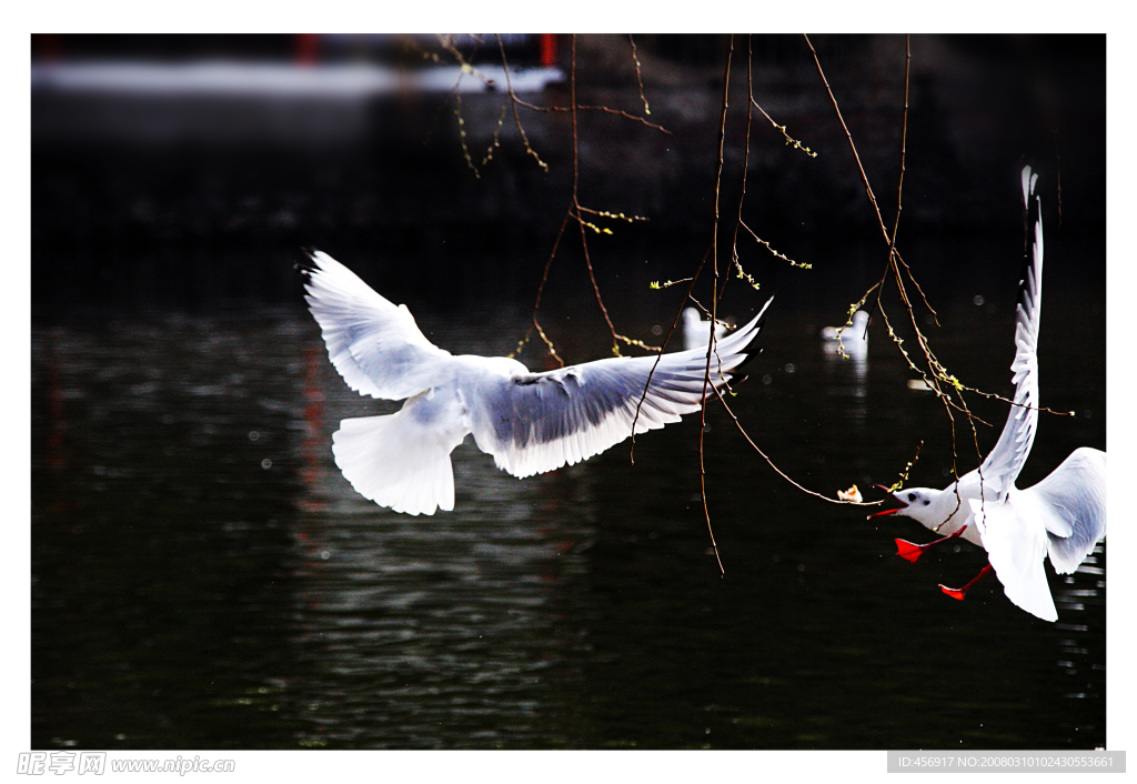 昆明湖海鸥