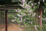 桃花6