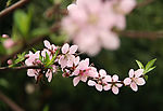 桃花8