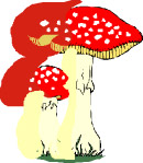 磨菇