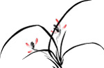 矢量 兰花