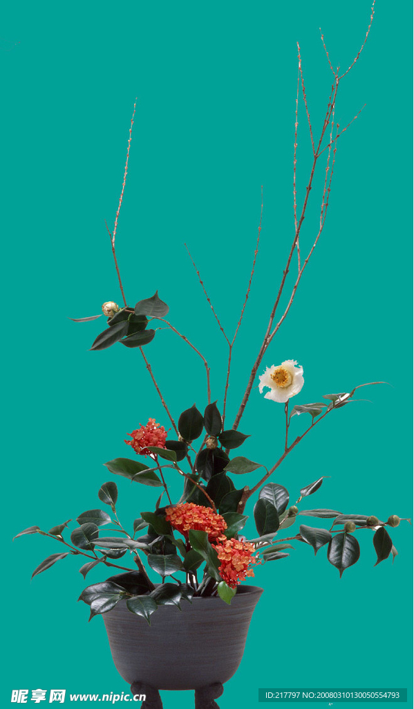 茶花