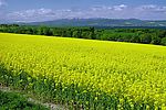 油菜花原野