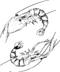 大虾