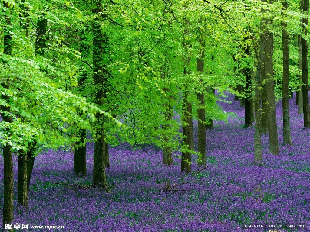 紫花绿林