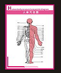 人体穴位右图