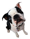 英国斗牛犬
