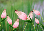 鲜花宝贝