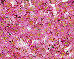花瓣