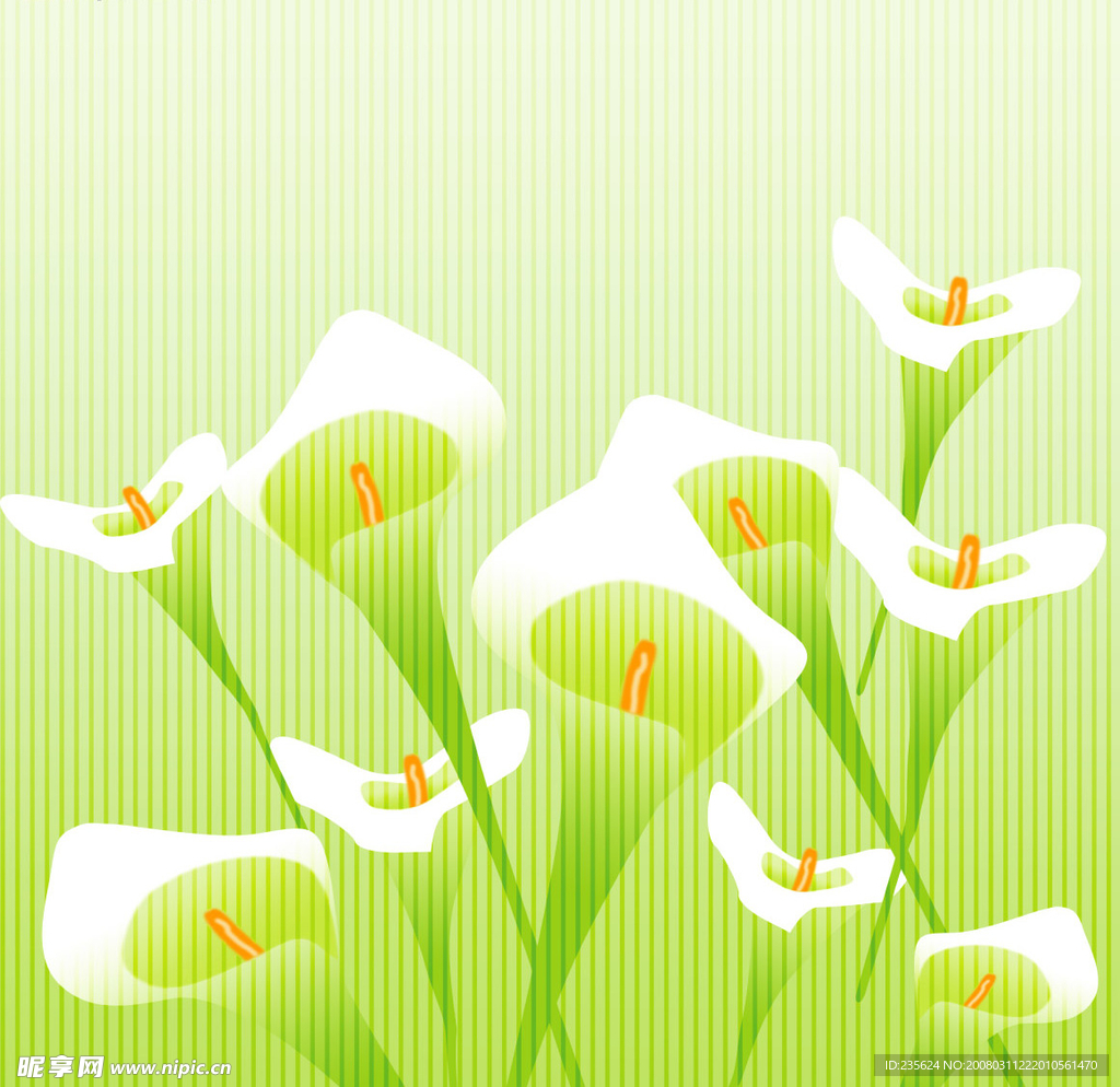 百合花