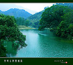 两岸古树竞娇容