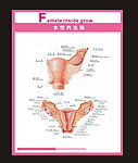 女性内生殖器解剖图