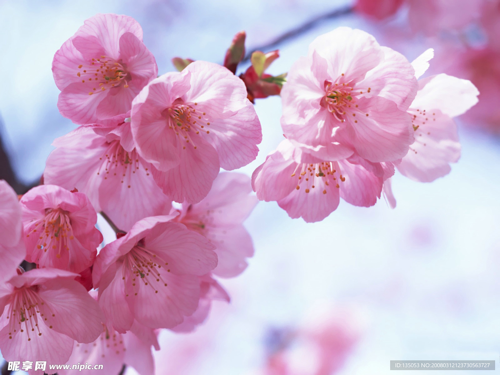 樱花