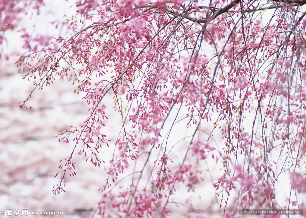 樱花