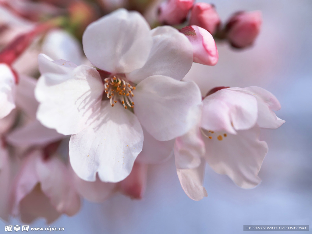 樱花