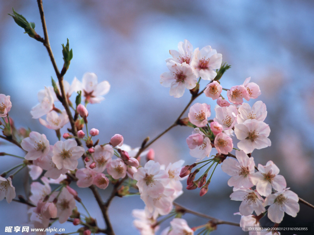樱花