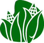 玉米