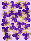 蝴蝶花